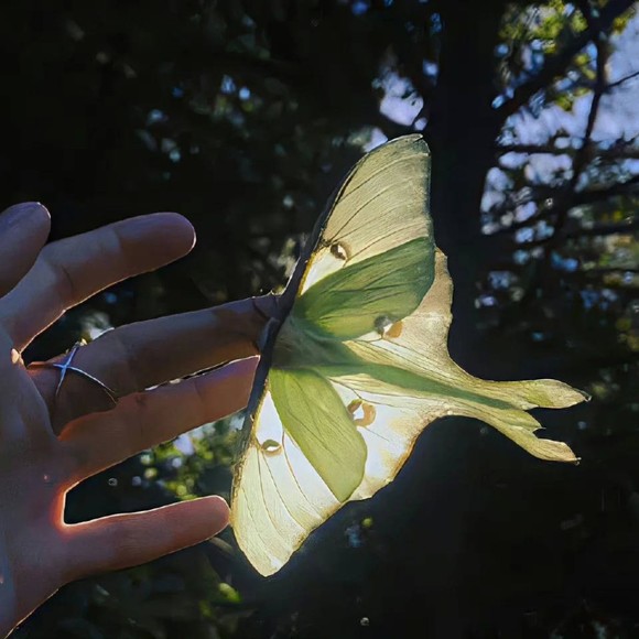 Meet your Posher, Cassie tammy - Picture 1 of 1